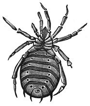 Fig. 178. Fossiele spin (van onderen gezien, om de openingen voor de ademhaling aan te wijzen).