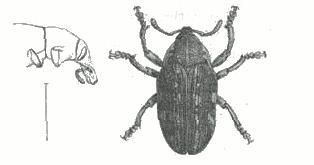 Fig. 1.

Larinus maculatus, Falderm.