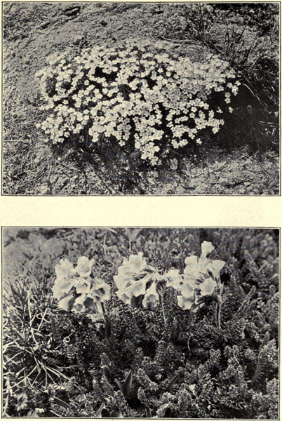 Alpine Phlox and
Polemonium confertum
